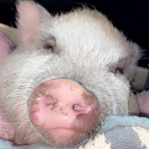 Meet your Posher, Calliegh